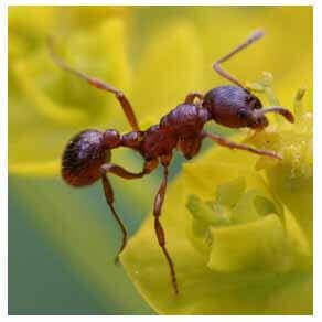 Dedetizadora formigas